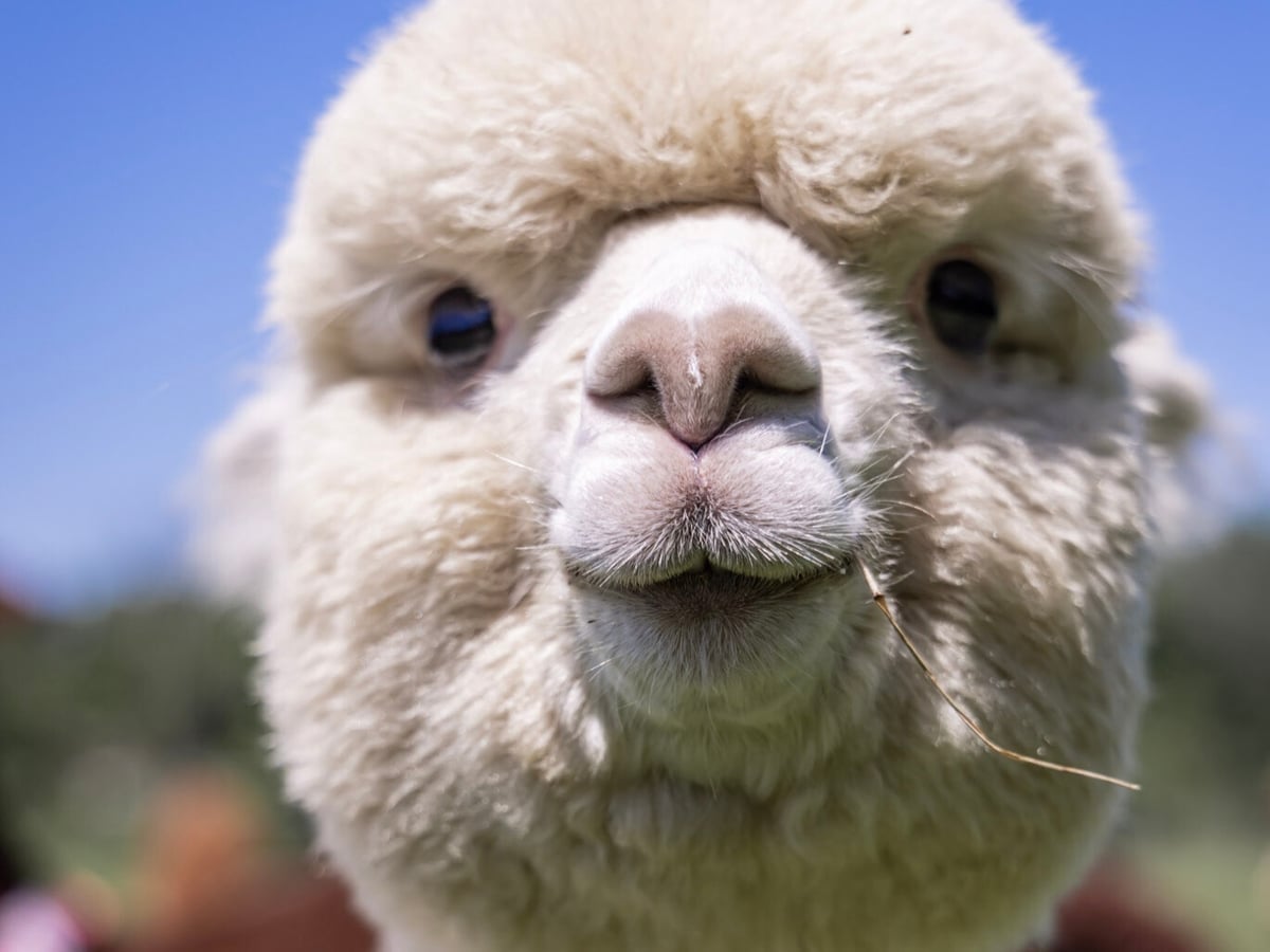 Alpaca herd at Majestic Meadows