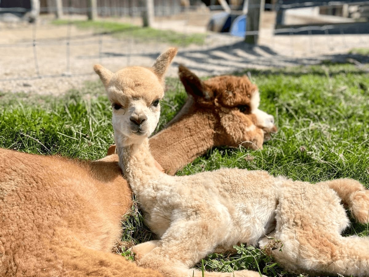 Alpaca at Majestic Meadows