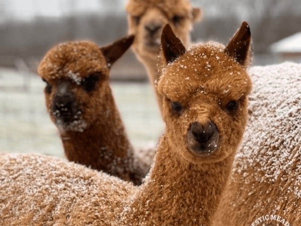 Alpaca at Majestic Meadows