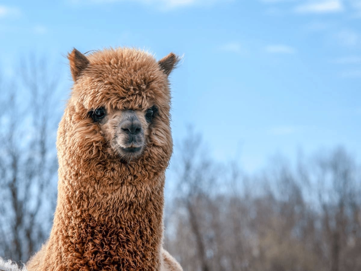 Alpaca at Majestic Meadows