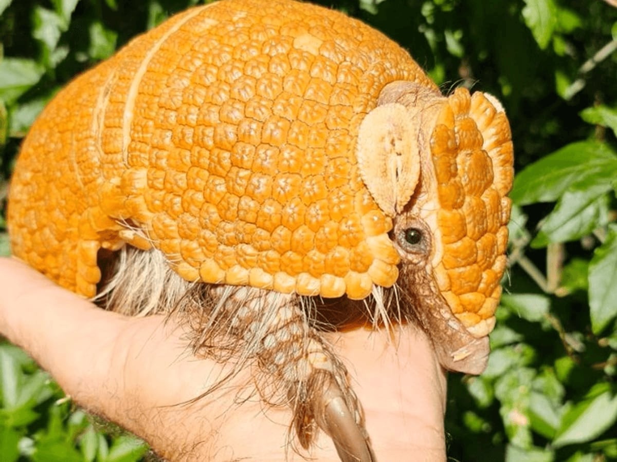 Armadillo close-up