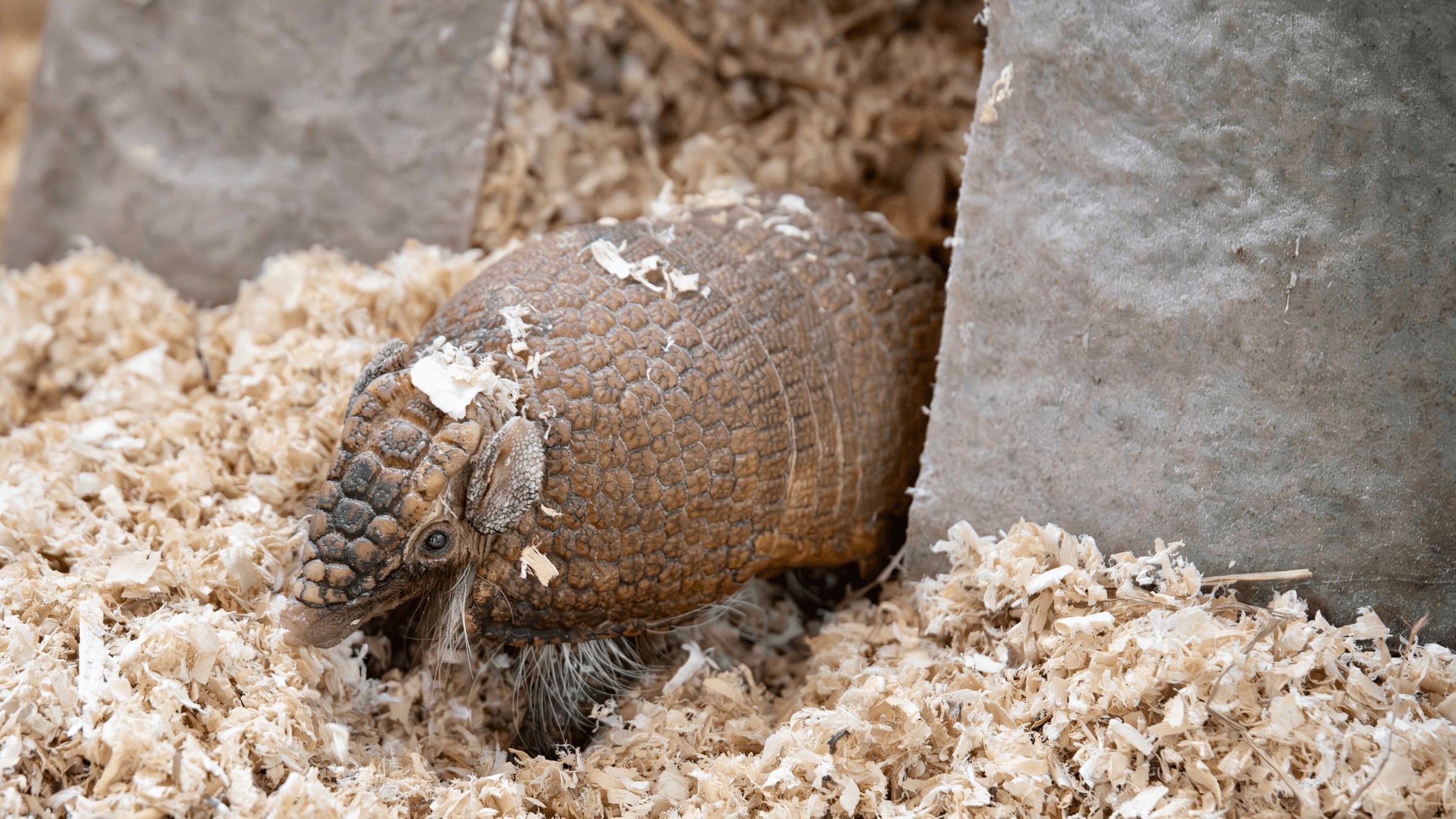 Armadillo at Majestic Meadows