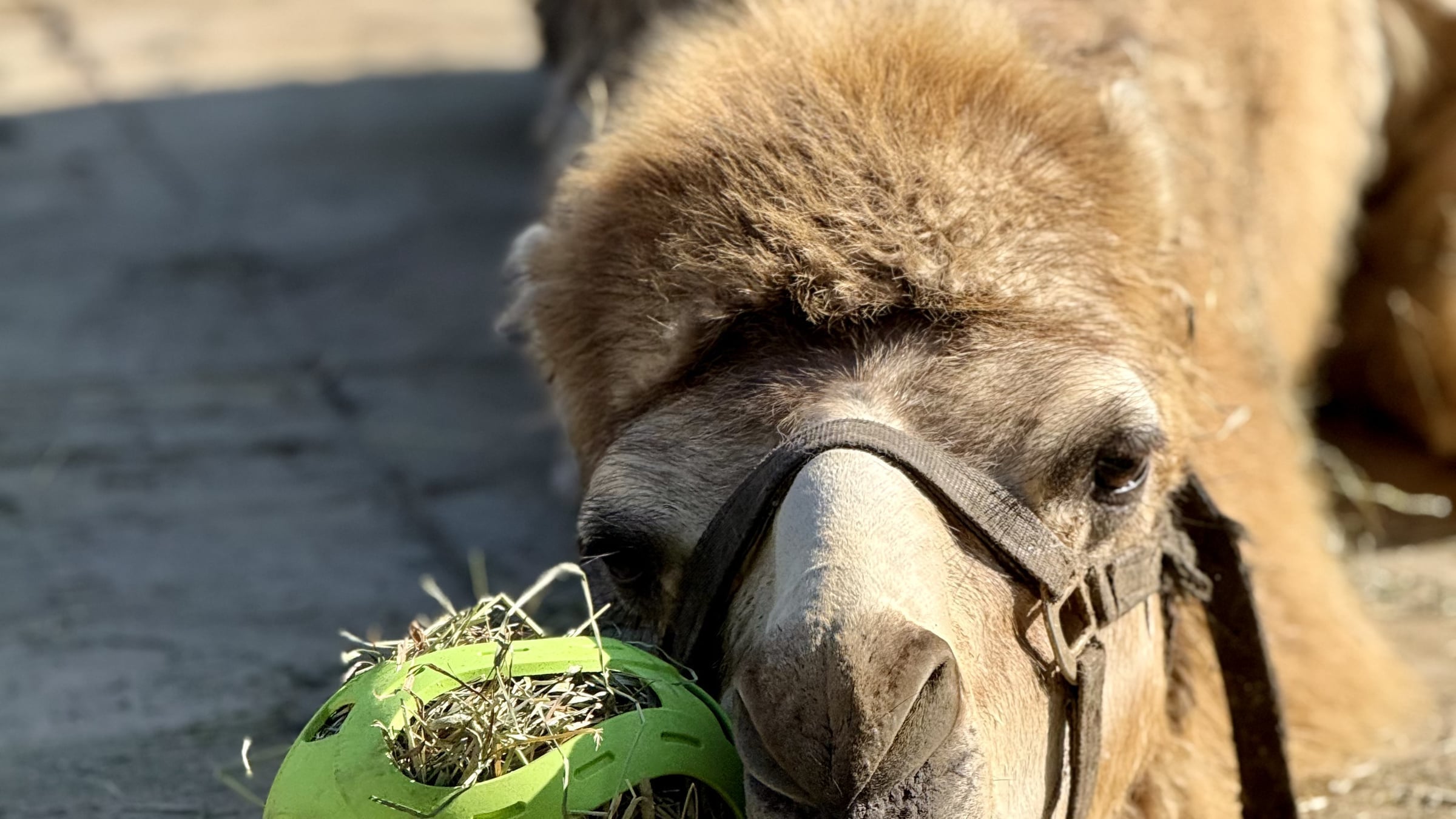 Camel at Majestic Meadows