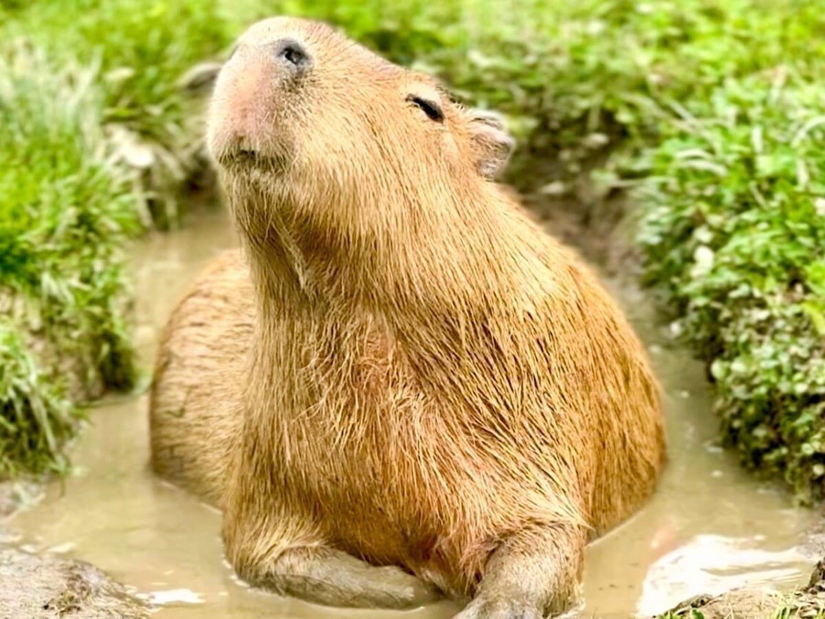 Capybara close-up