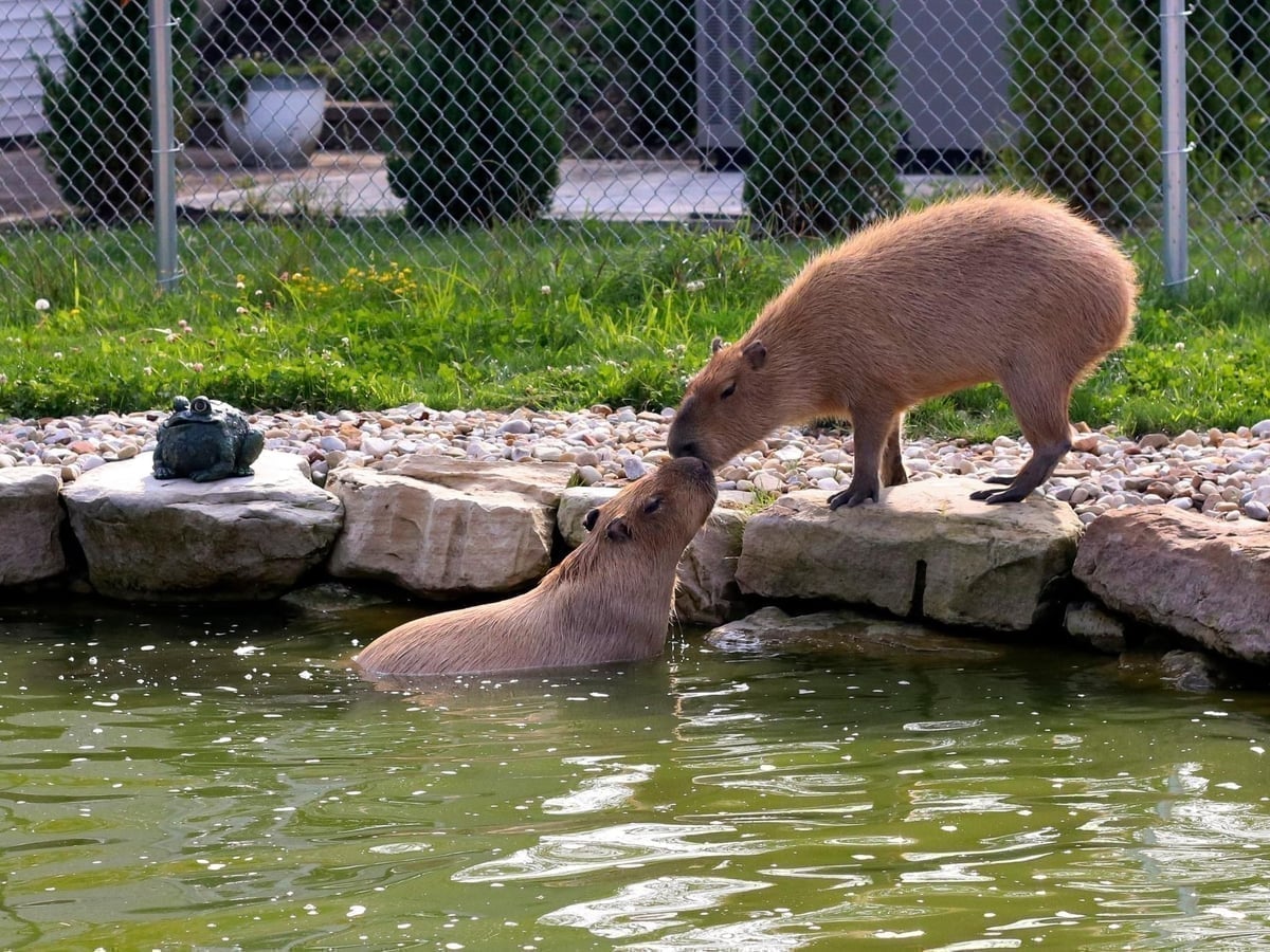 Capybara at Majestic Meadows