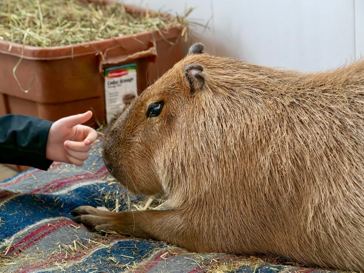 Capybara at Majestic Meadows