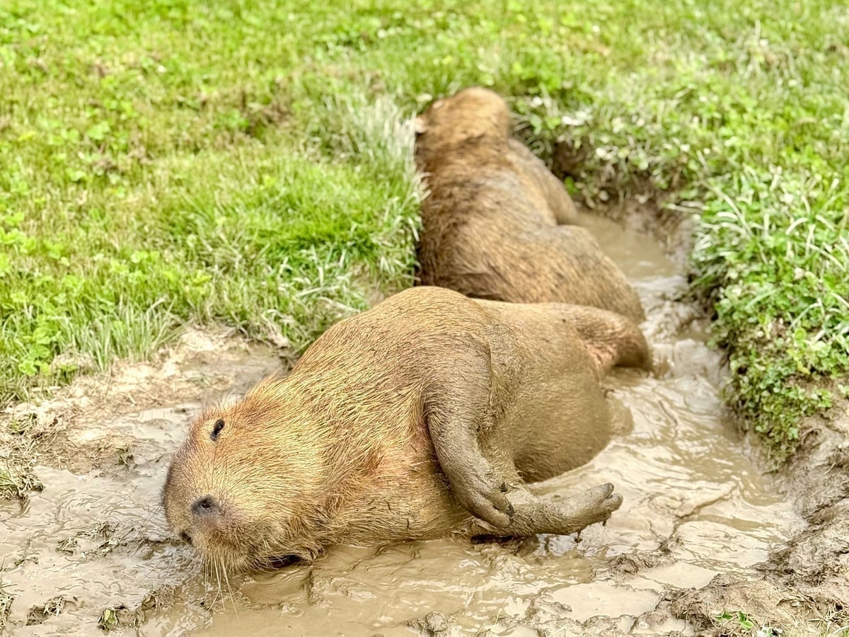 Capybara at Majestic Meadows