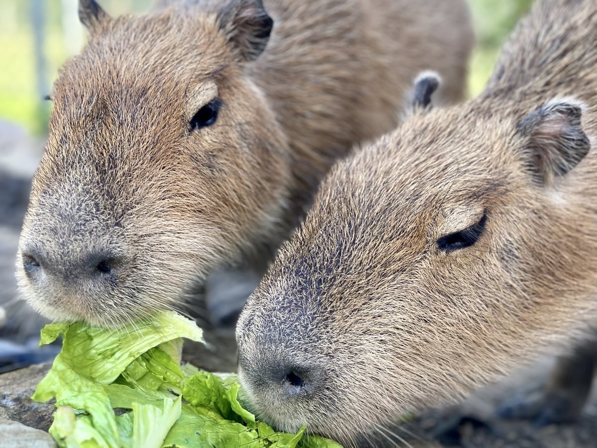 Capybara at Majestic Meadows