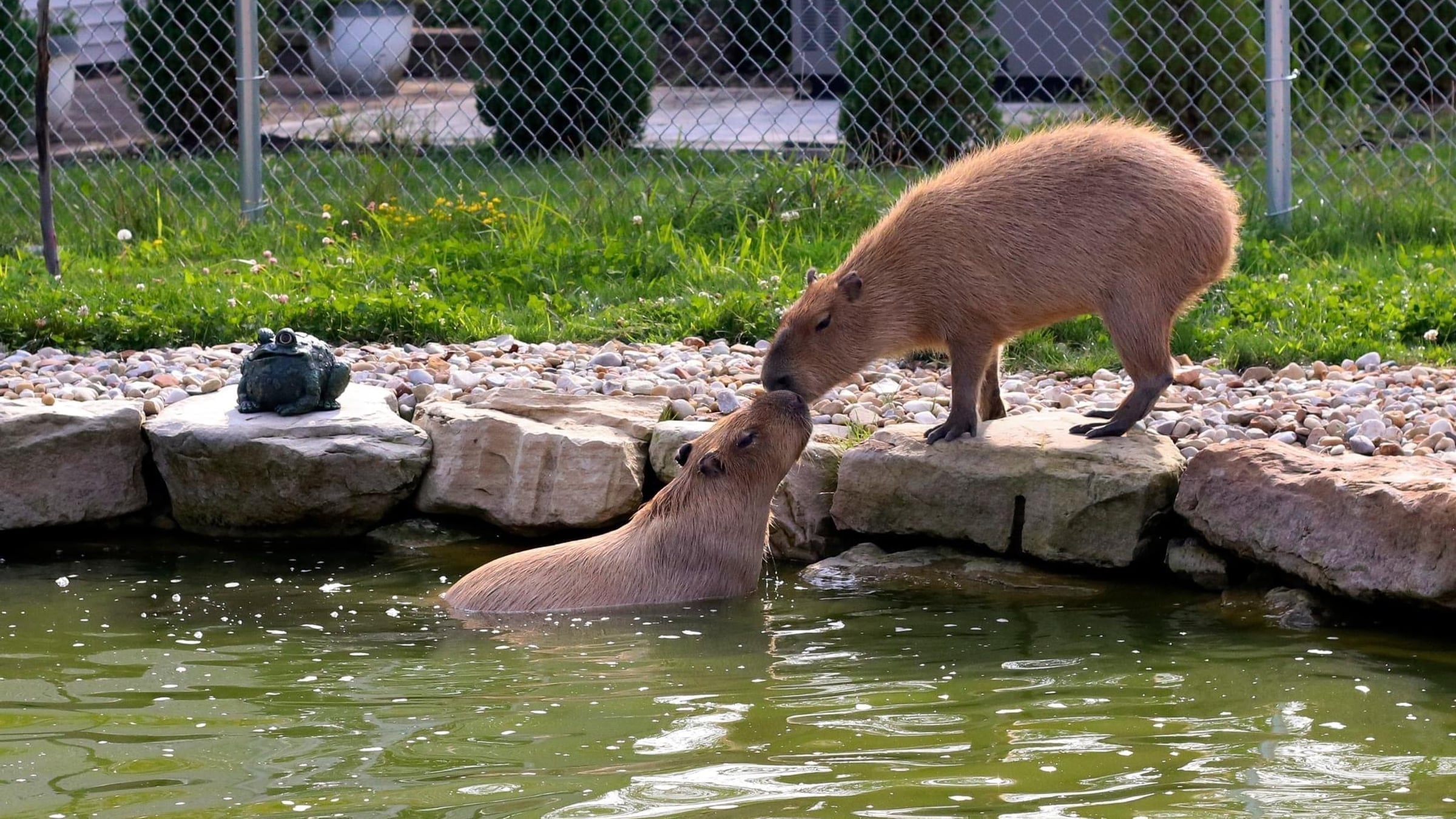 Capybara at Majestic Meadows