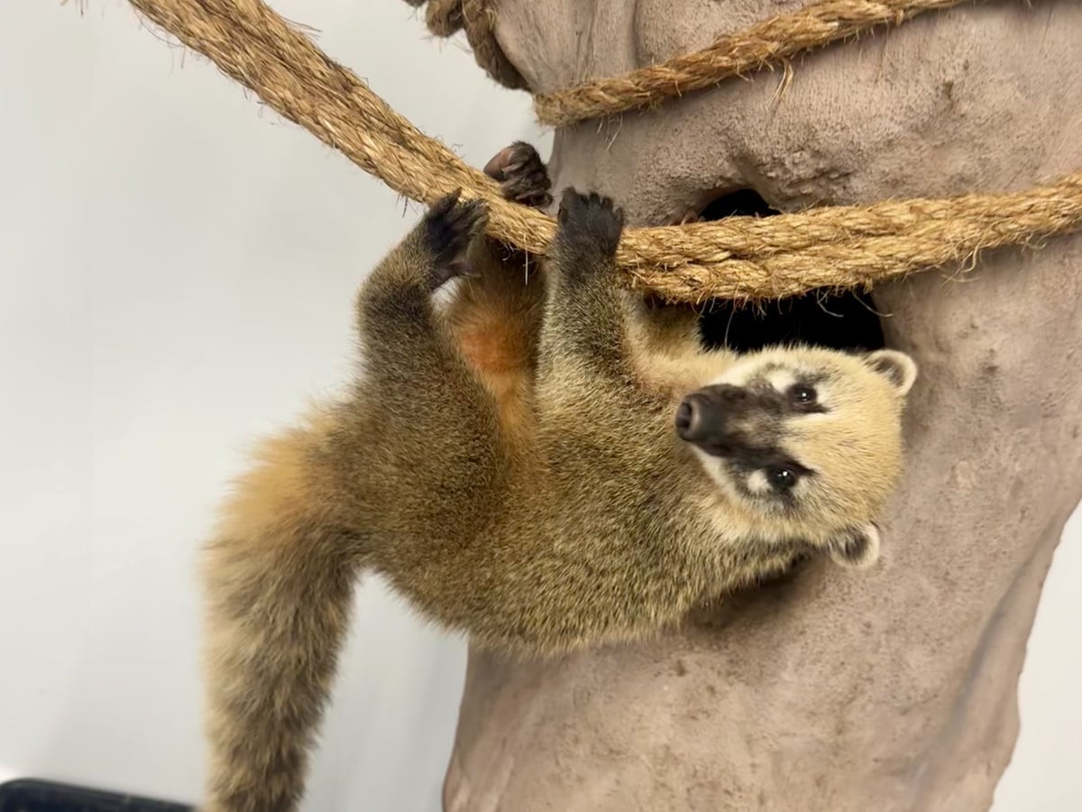 Coatimundi at Majestic Meadows