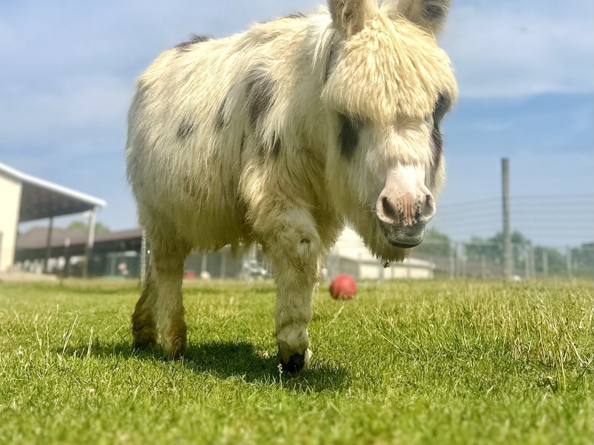 Donkey at Majestic Meadows
