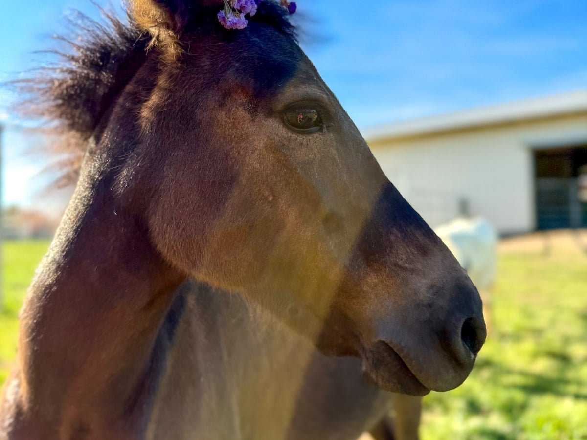 Donkey at Majestic Meadows