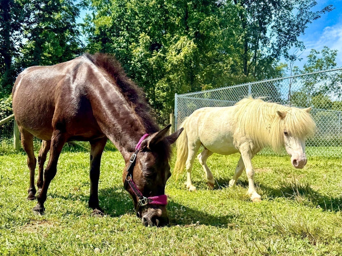 Donkey at Majestic Meadows