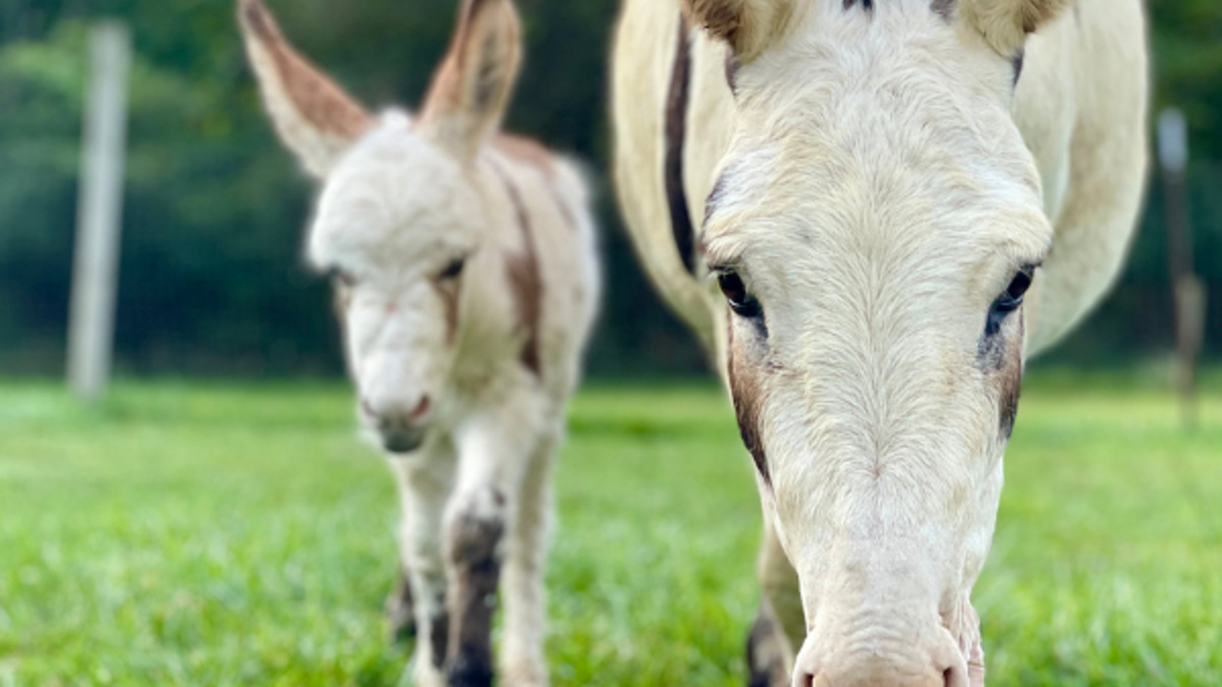 Beautiful donkey at Majestic Meadows