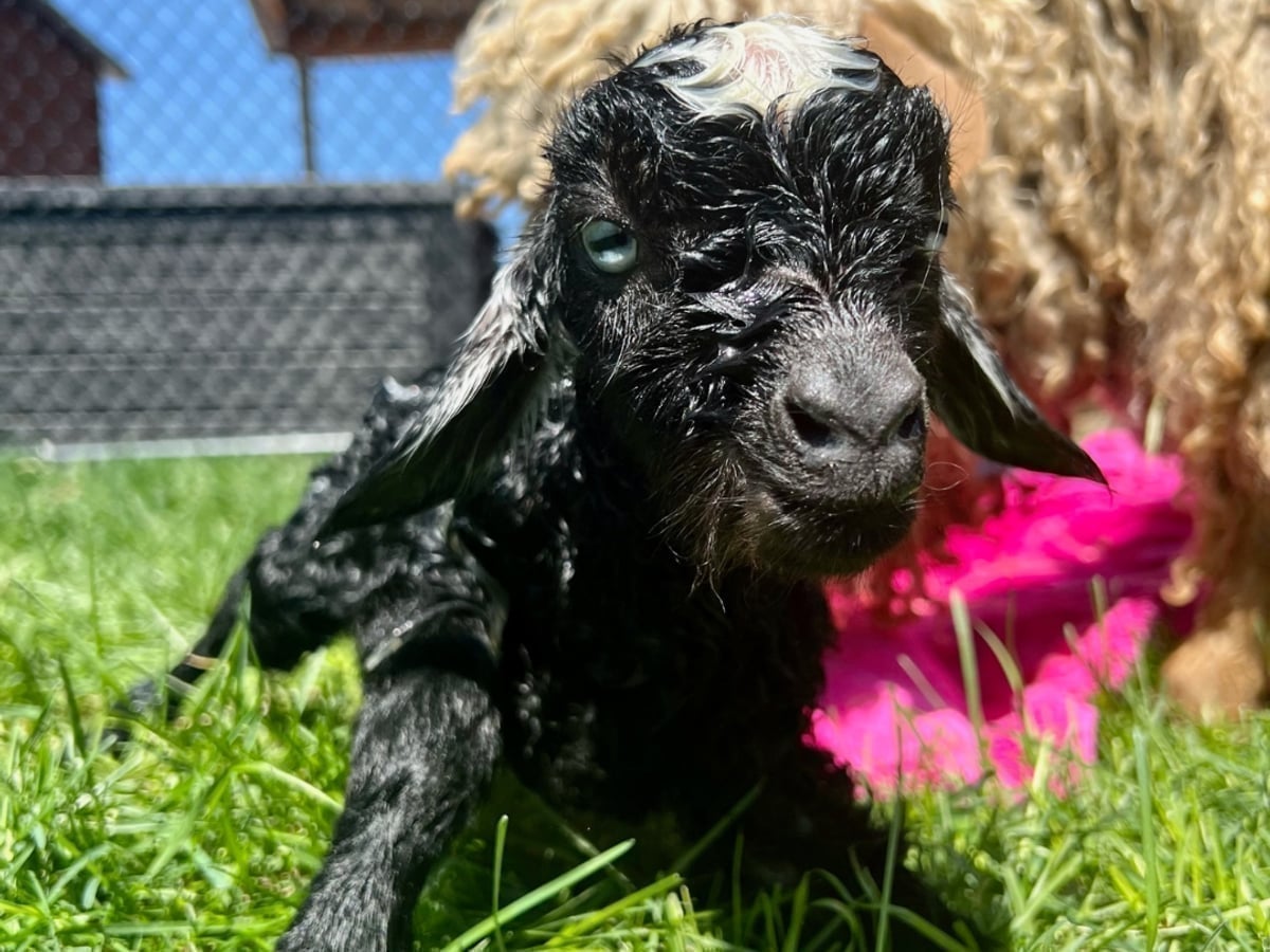 Goat at Majestic Meadows
