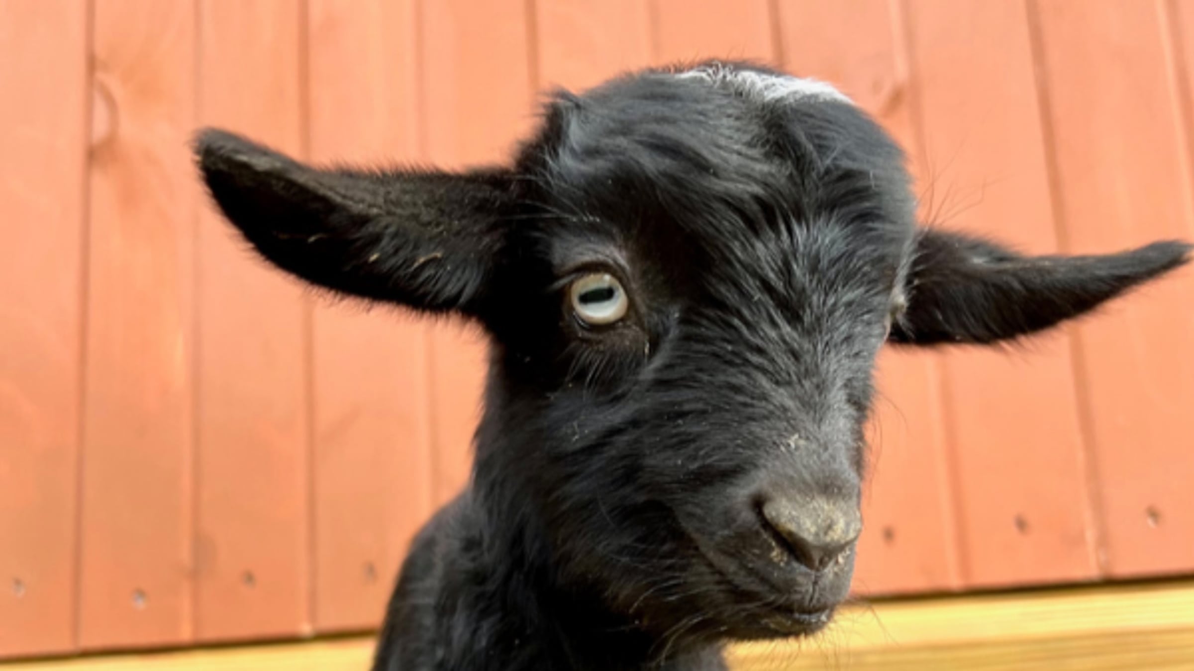 Goats at Majestic Meadows