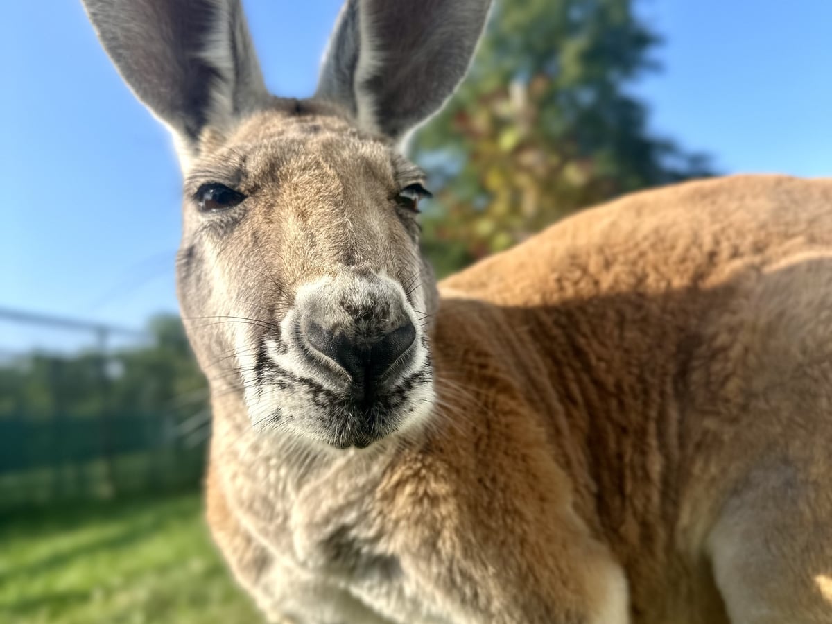 Kangaroo
