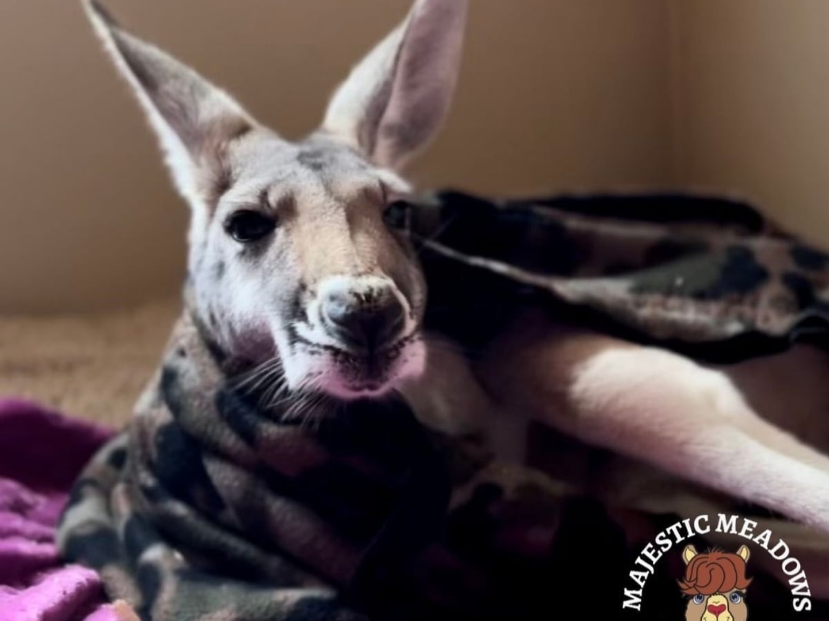 Kangaroo at Majestic Meadows