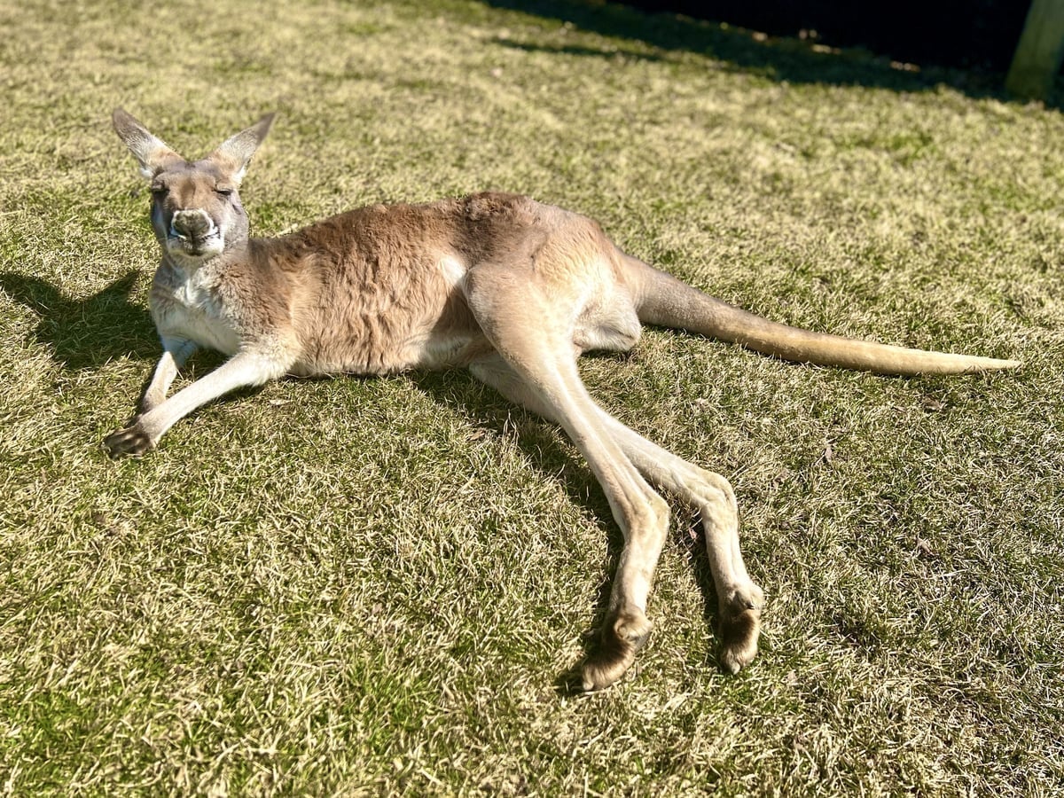 Kangaroo at Majestic Meadows