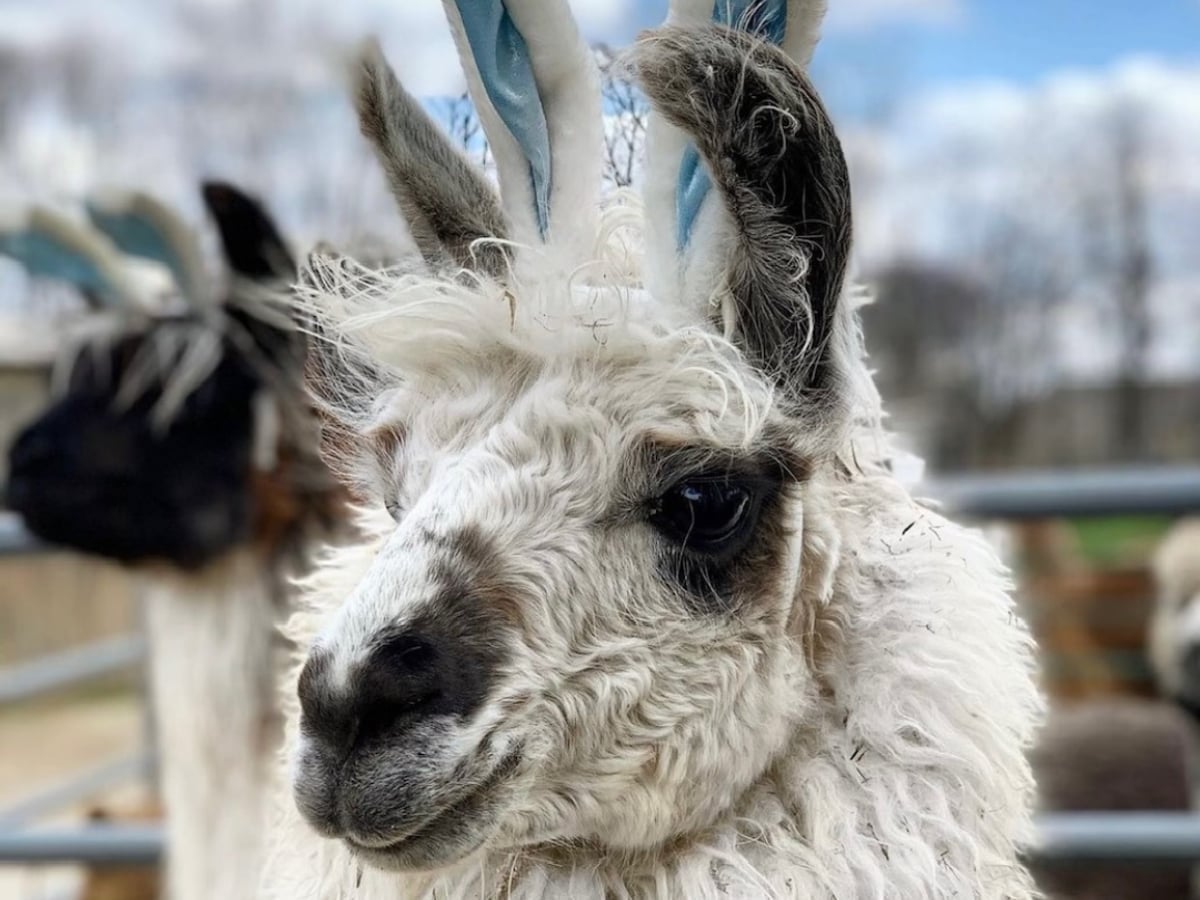 Llama at Majestic Meadows