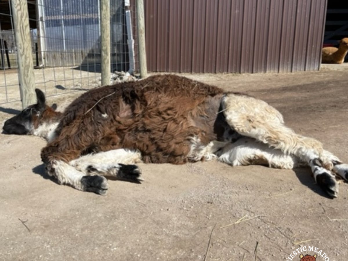 Llama at Majestic Meadows