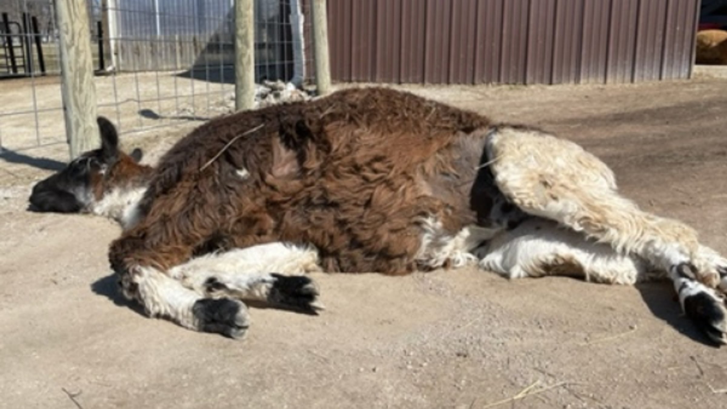 Beautiful llama at Majestic Meadows