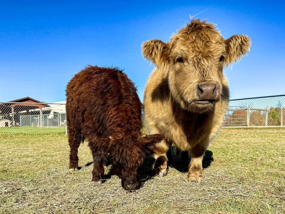 Mini cow