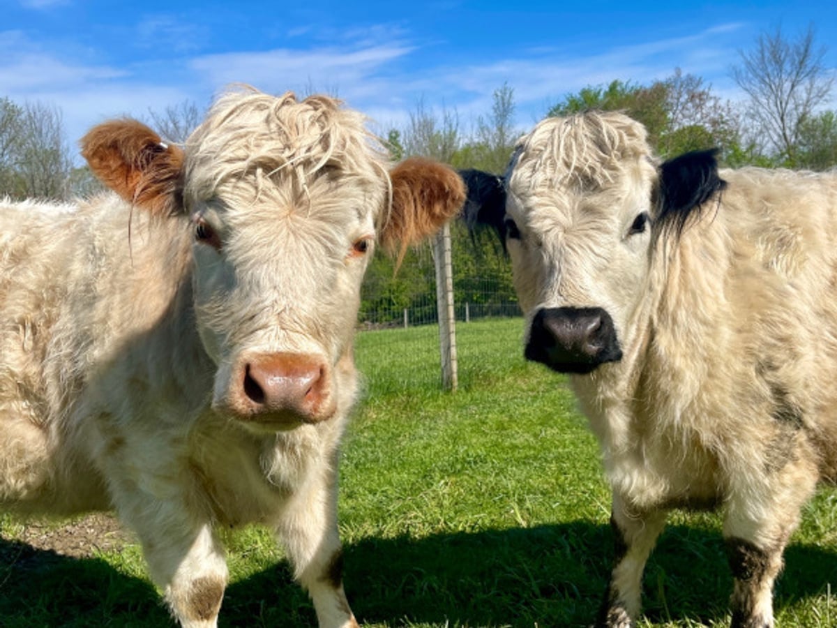 Mini cow at Majestic Meadows