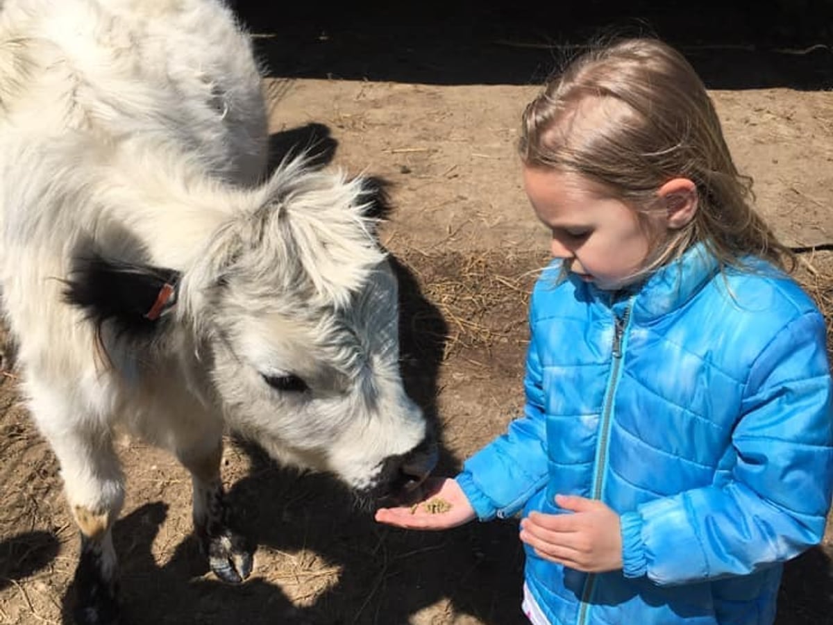 Mini cow at Majestic Meadows