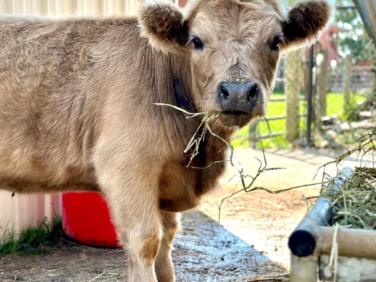 Mini cow at Majestic Meadows