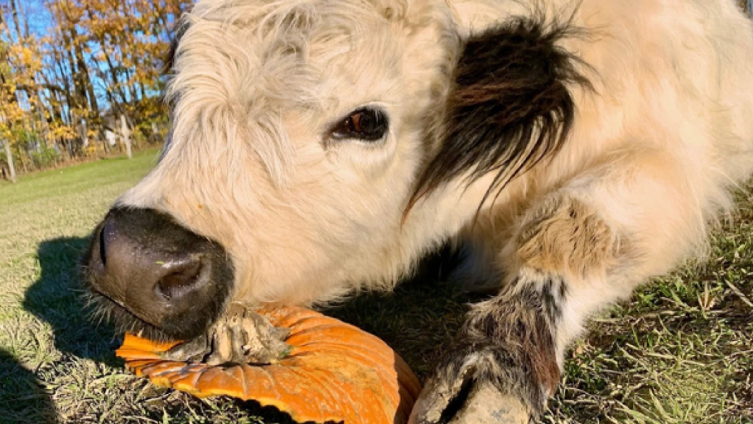 Mini cow at Majestic Meadows