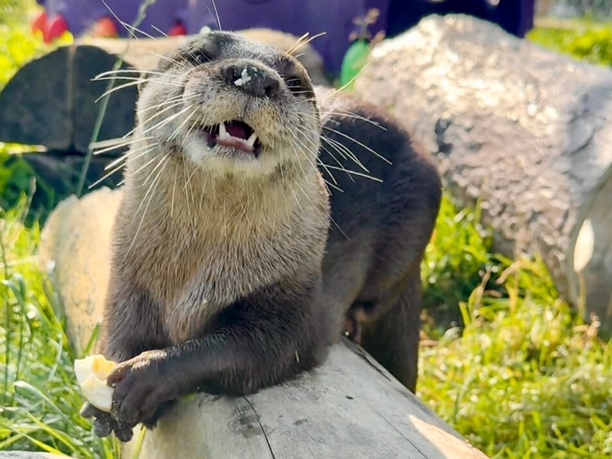 Otter at Majestic Meadows