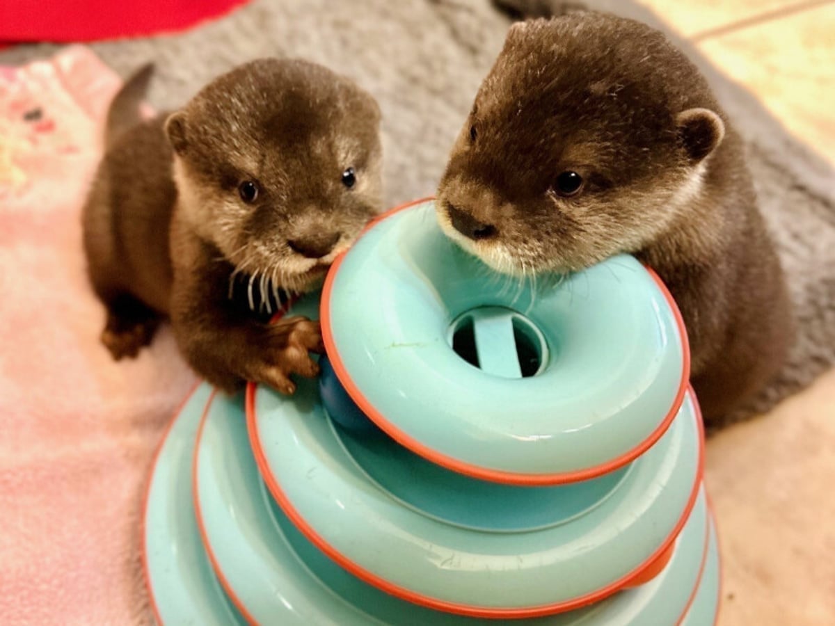 Otter at Majestic Meadows