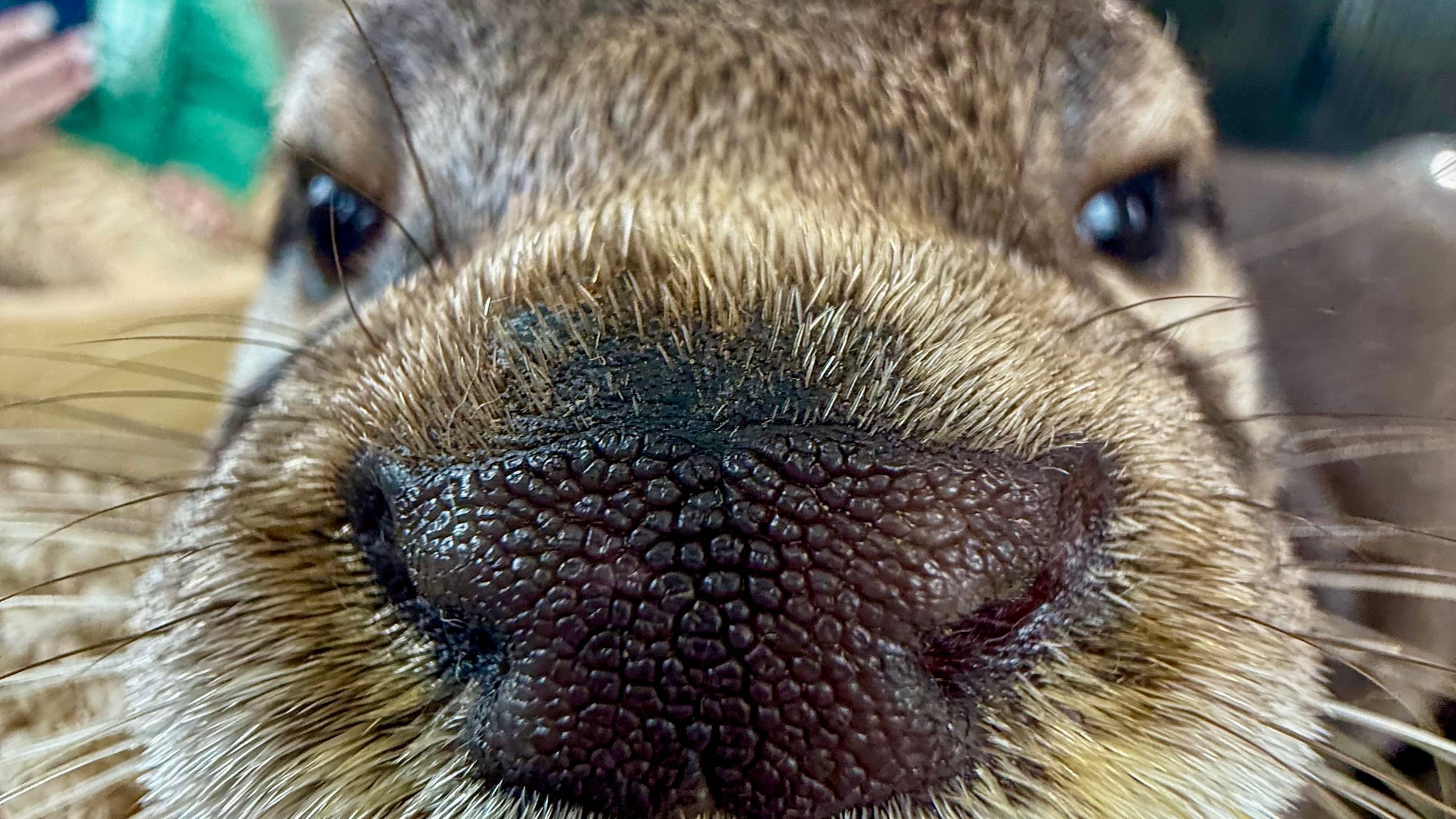 Otter at Majestic Meadows