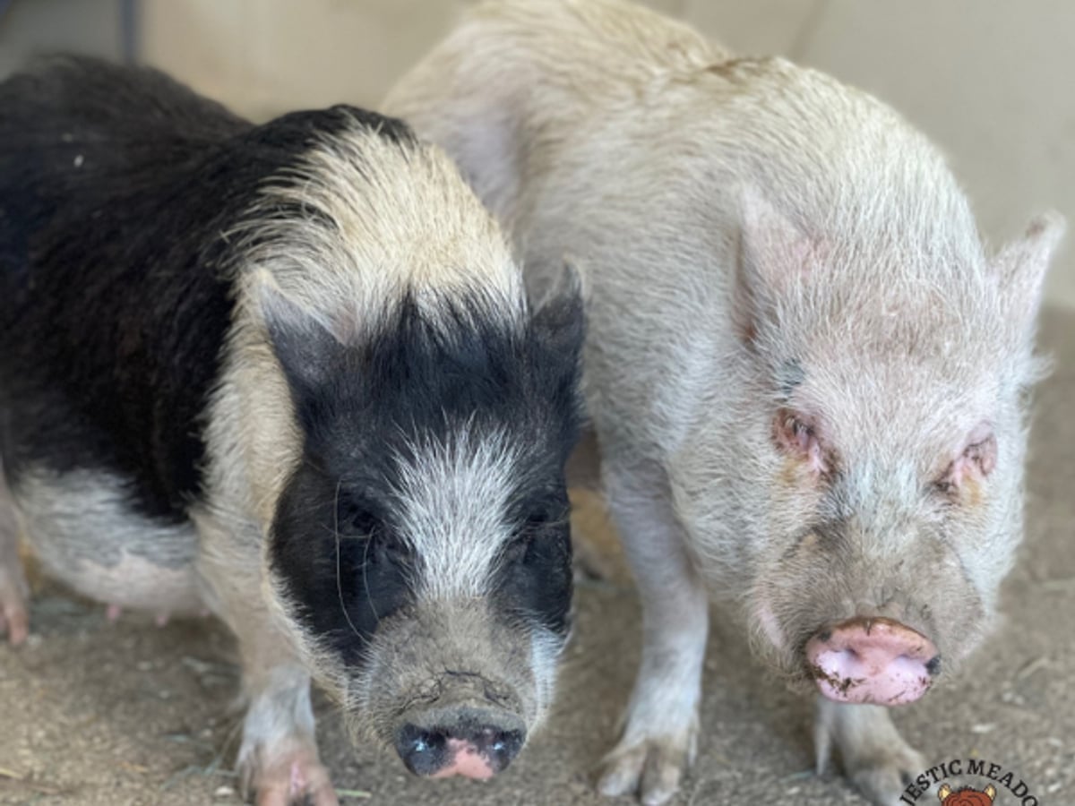 Pig at Majestic Meadows