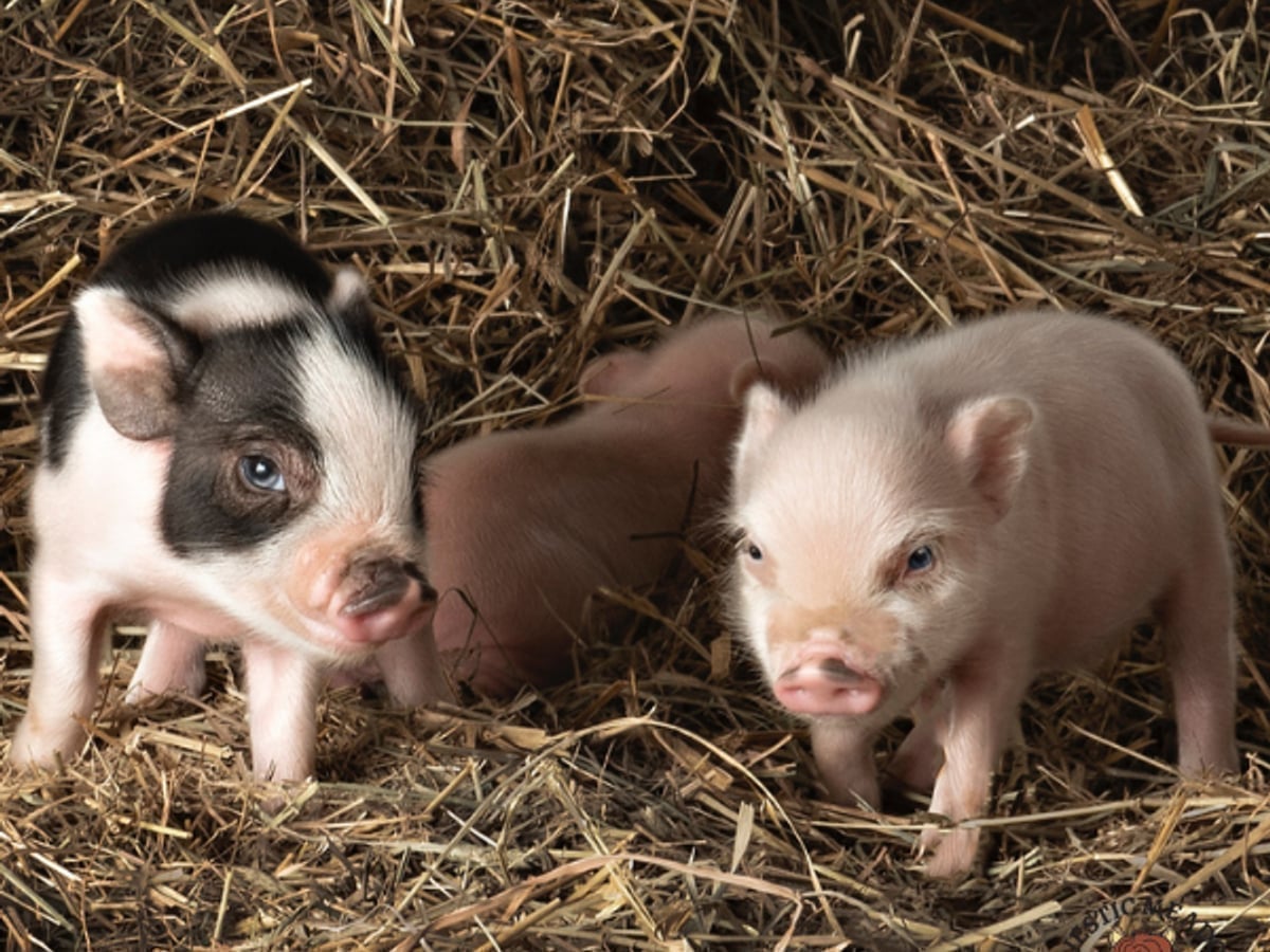 Pig at Majestic Meadows