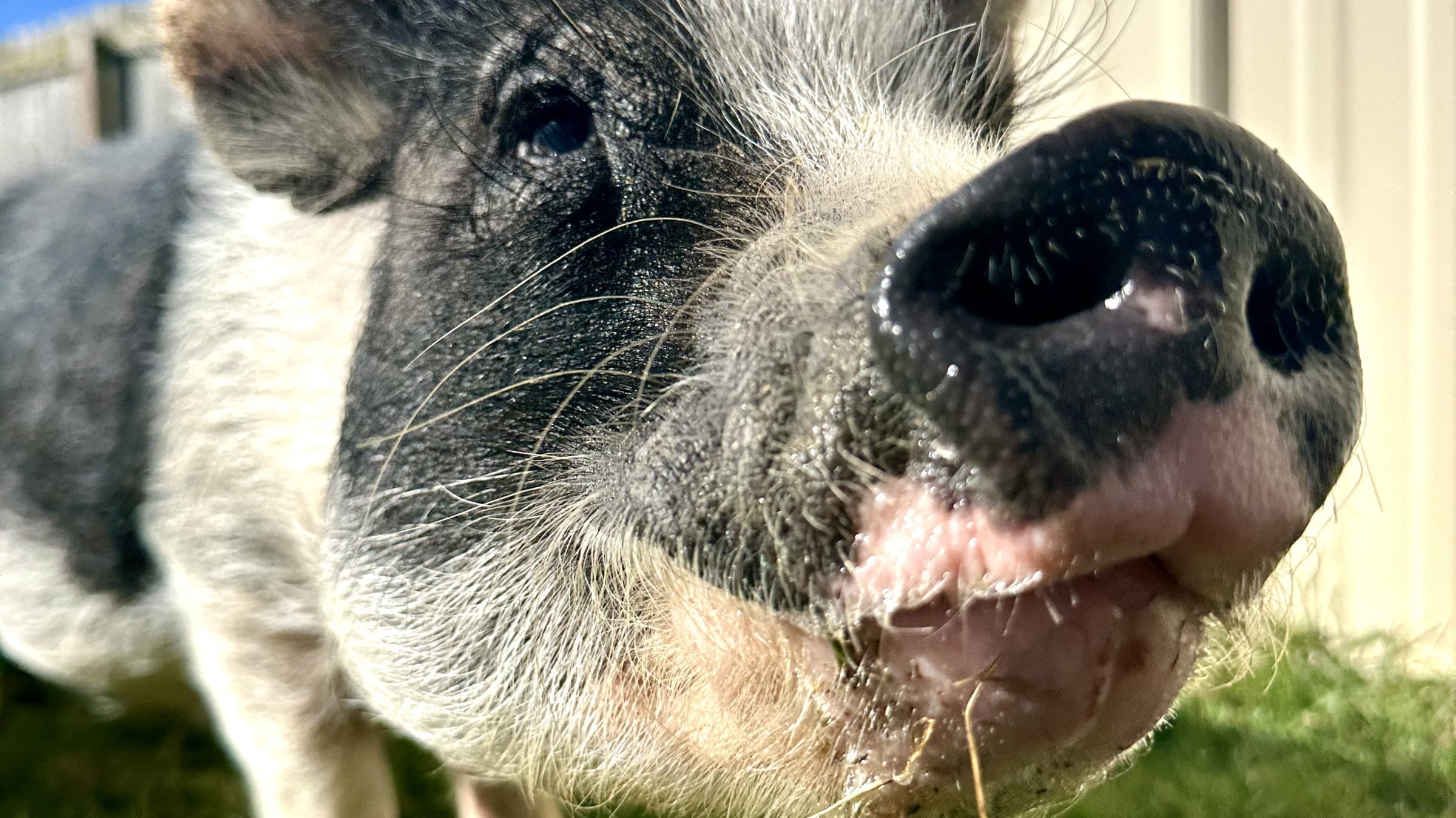 Happy pig at Majestic Meadows