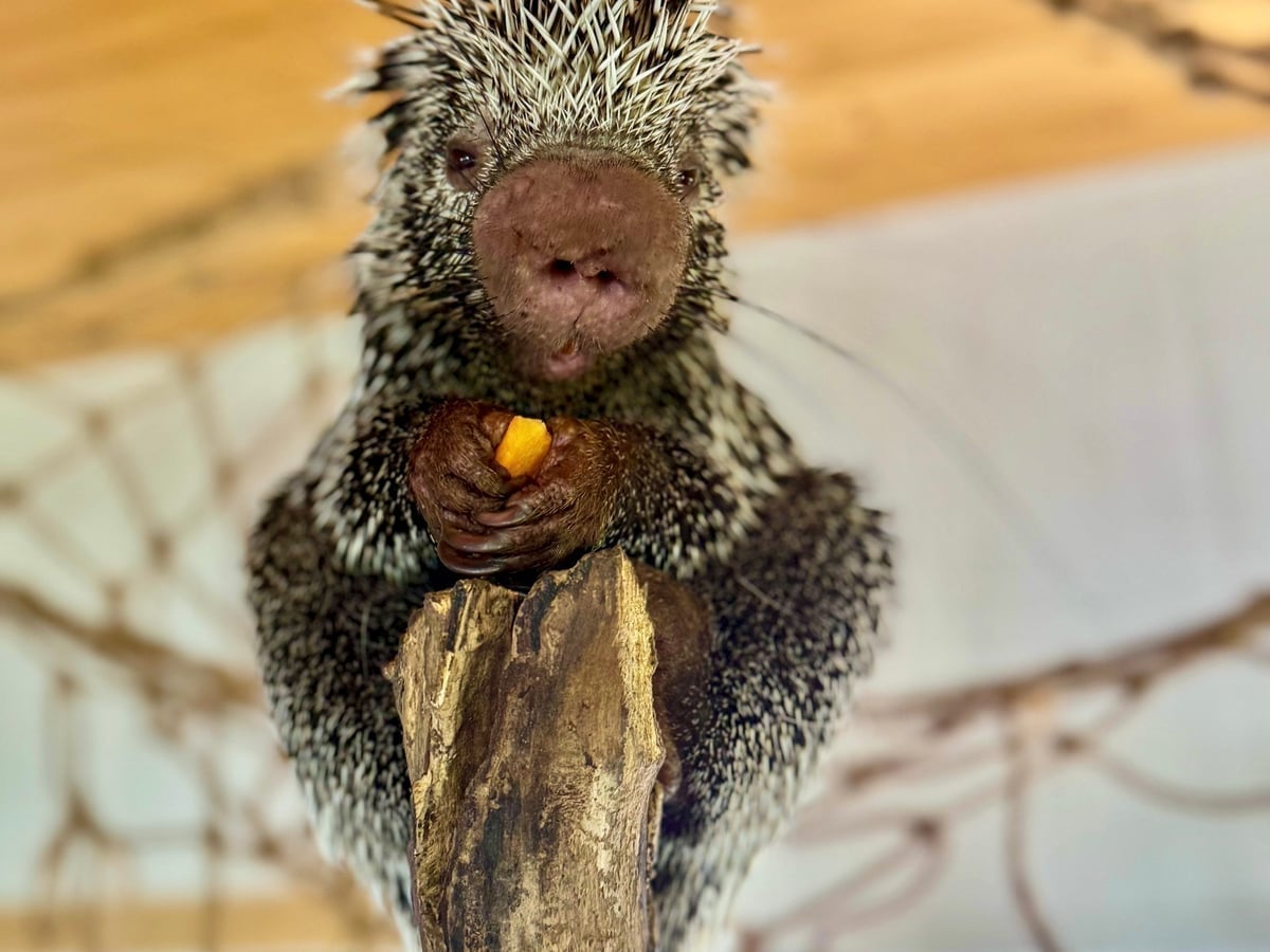 Porcupine close-up