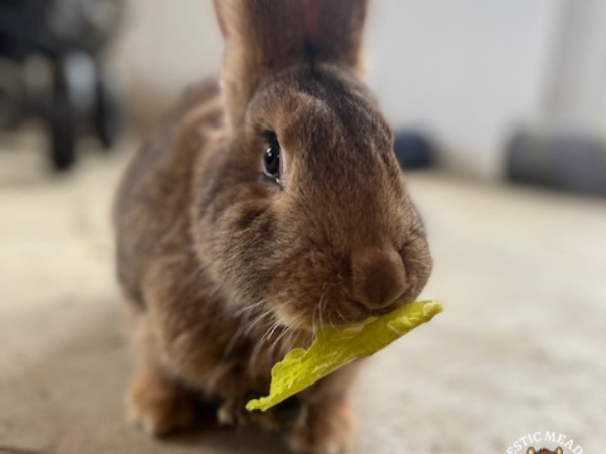Rabbit at Majestic Meadows