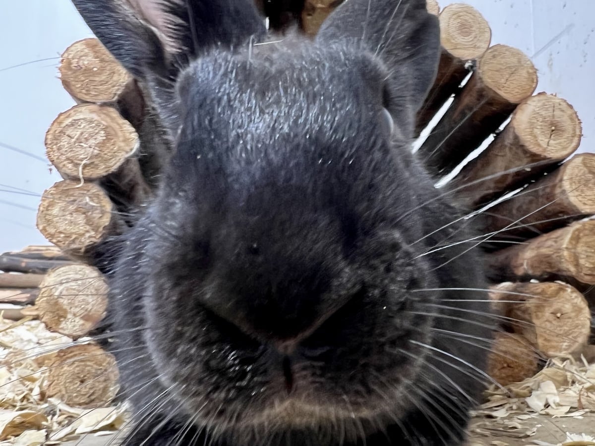 Rabbit at Majestic Meadows