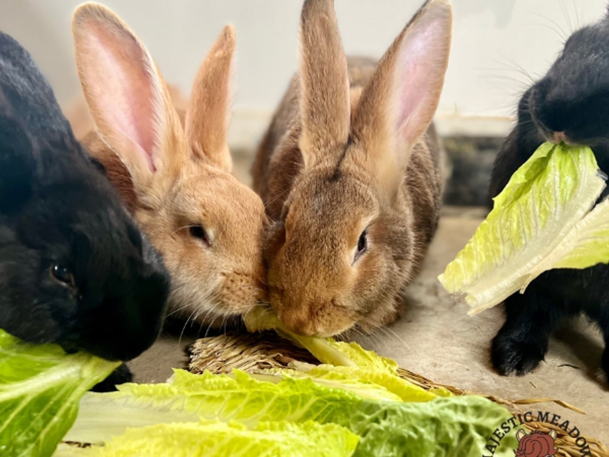 Rabbit at Majestic Meadows