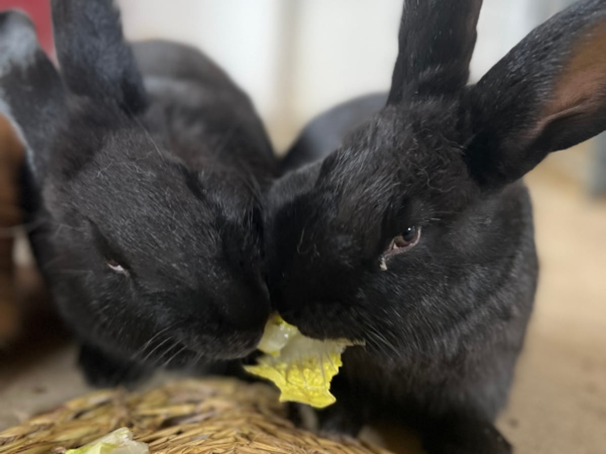 Rabbit at Majestic Meadows