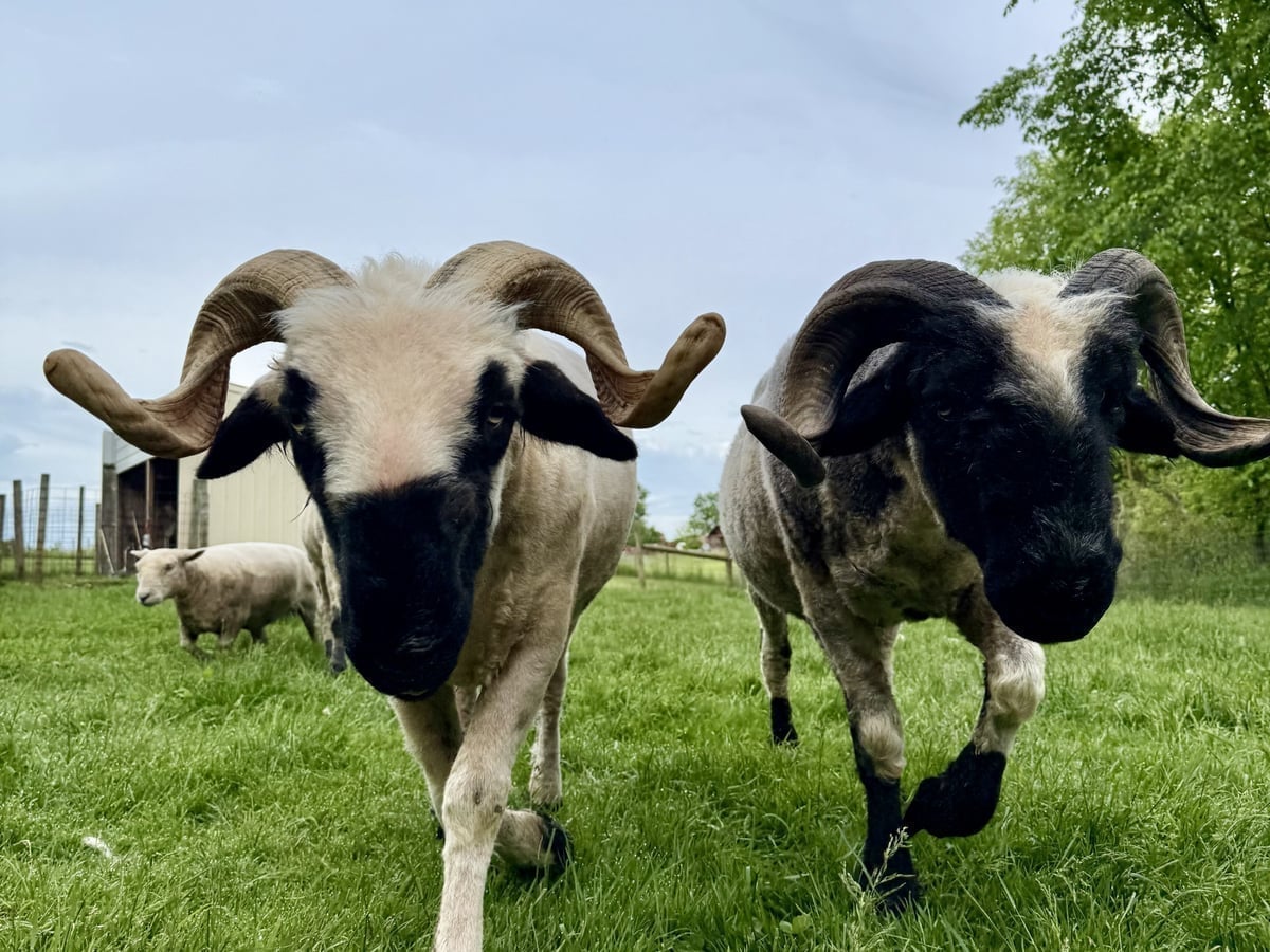 Sheep at Majestic Meadows