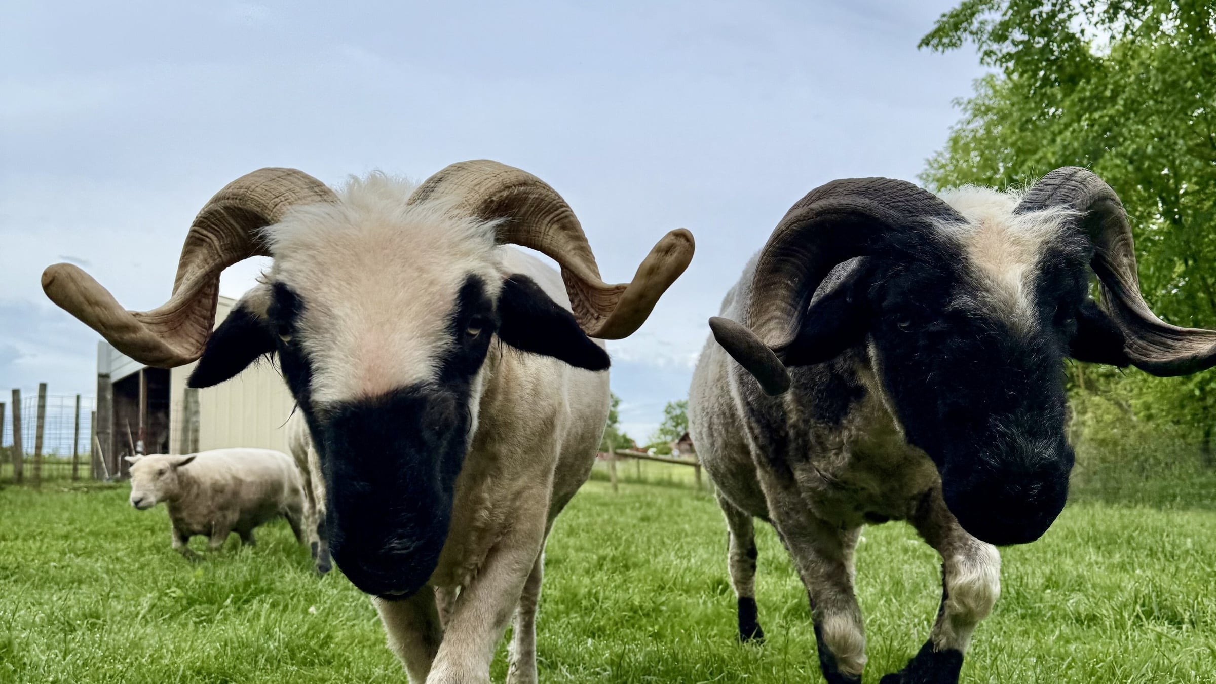Sheep at Majestic Meadows