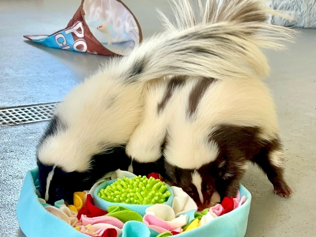 Skunk close-up