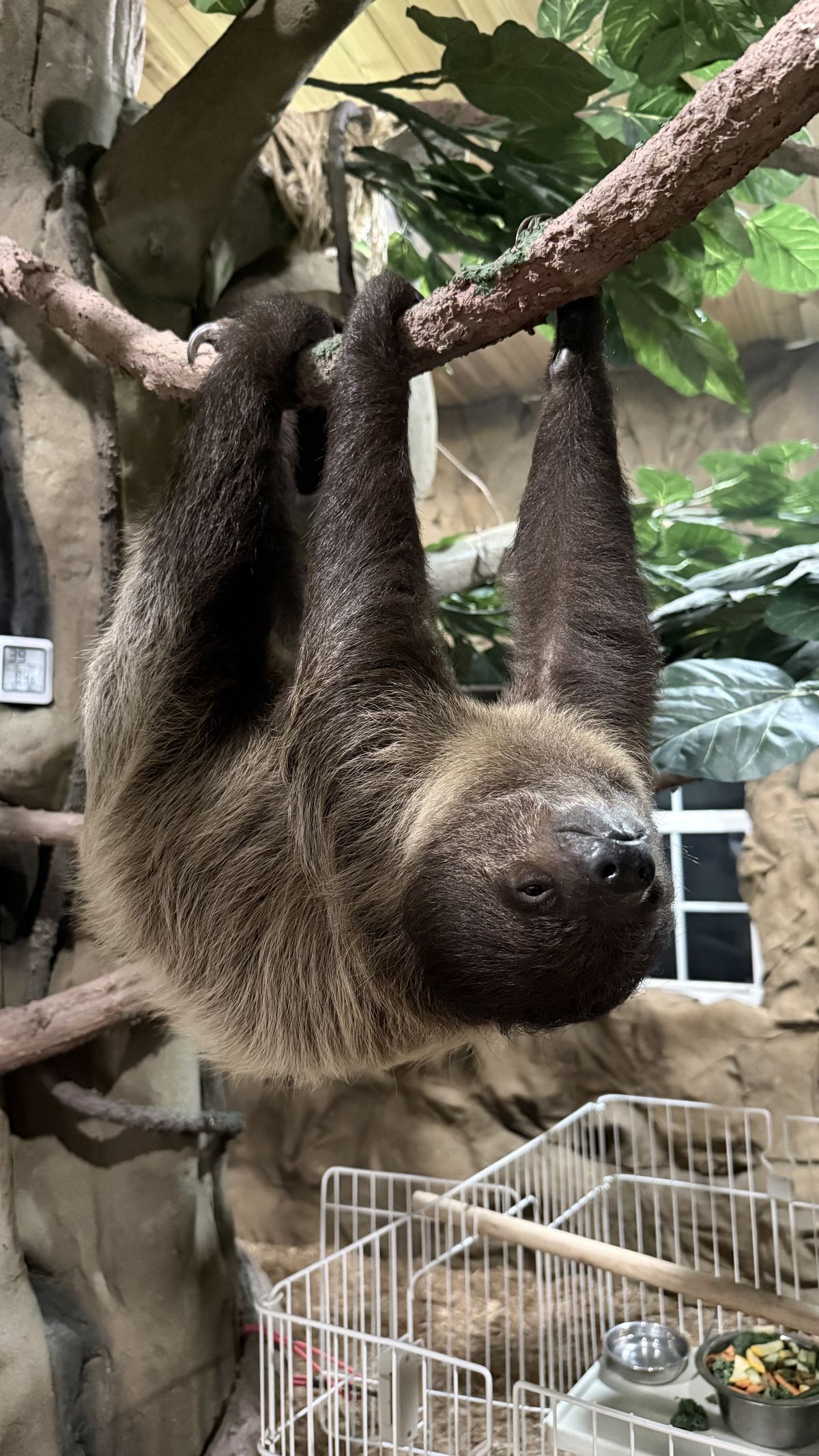 Grover the two-toed sloth in his tropical habitat at Majestic Meadows Alpacas Medina Ohio