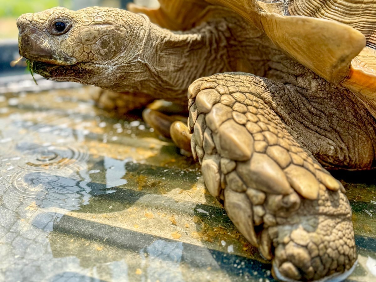 Tortoise at Majestic Meadows
