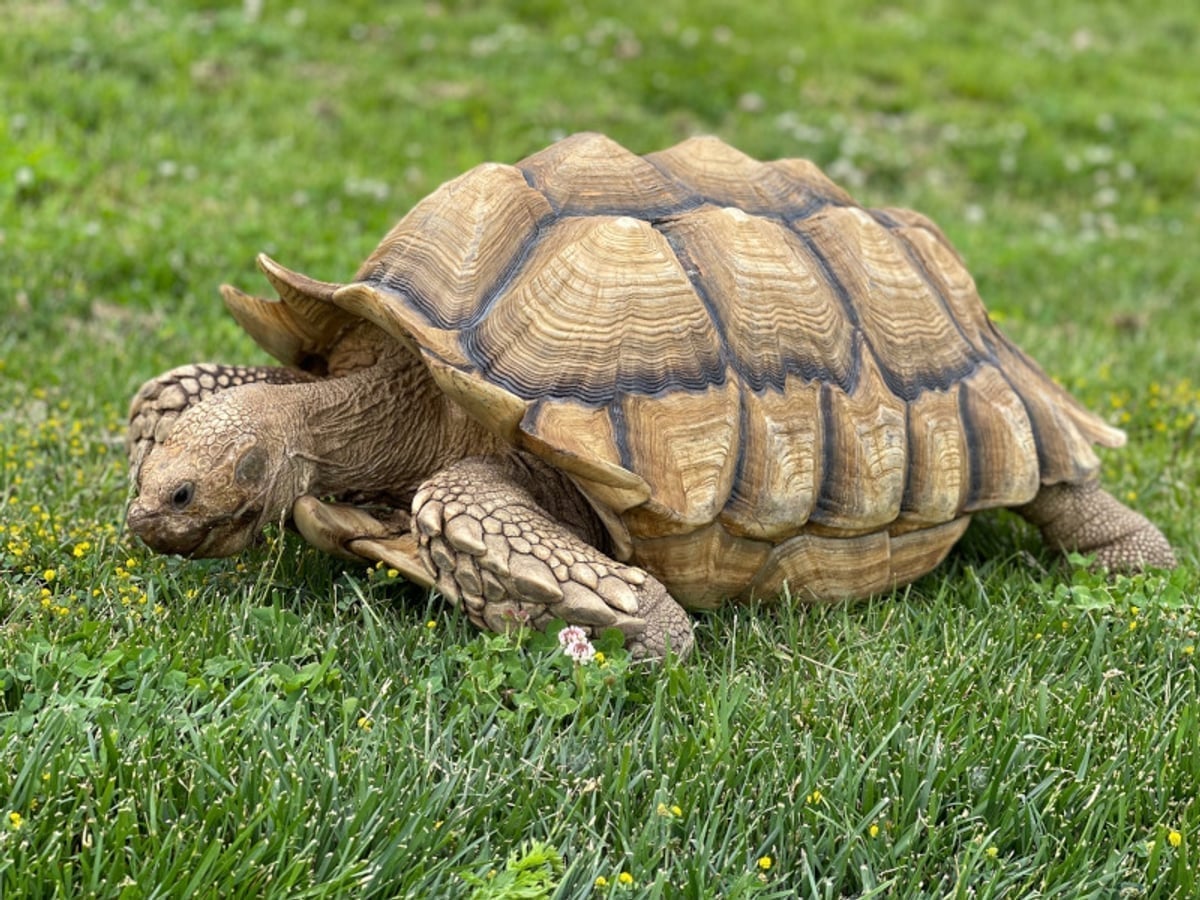 Tortoise at Majestic Meadows