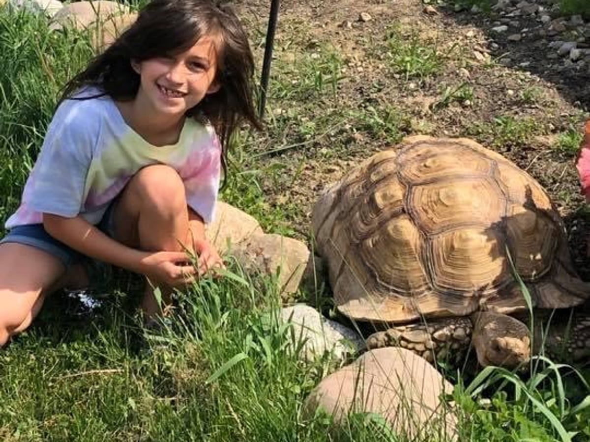 Tortoise at Majestic Meadows