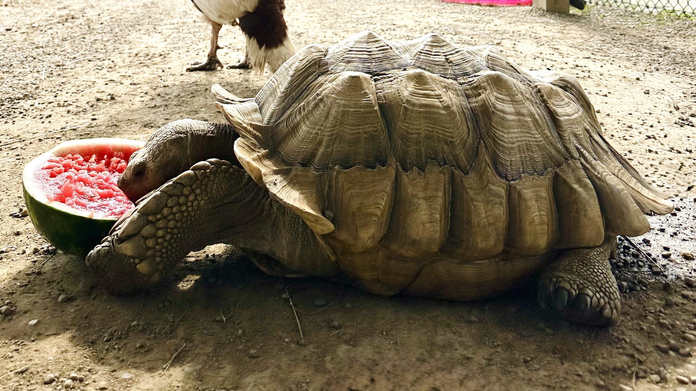 Tortoise at Majestic Meadows